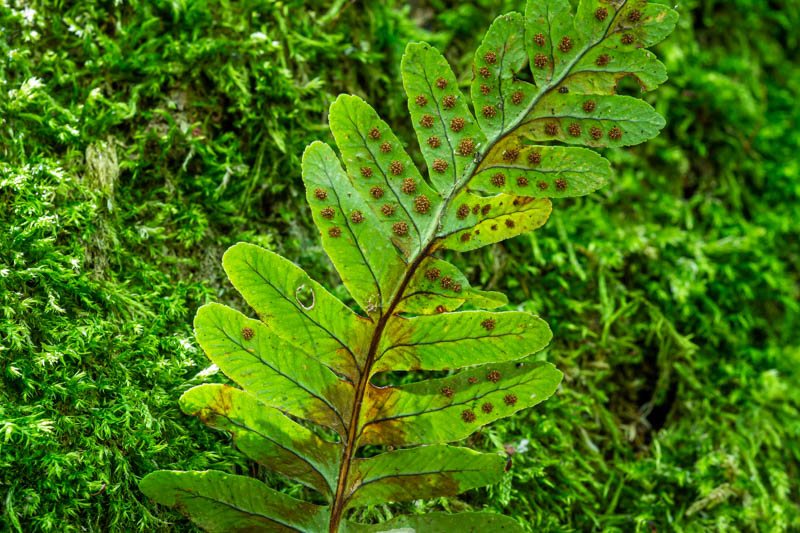 Polypodium vulgare?  S